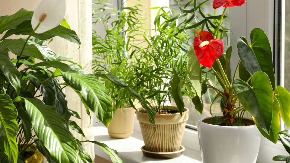 На одну рослину досить однієї склянки добрива