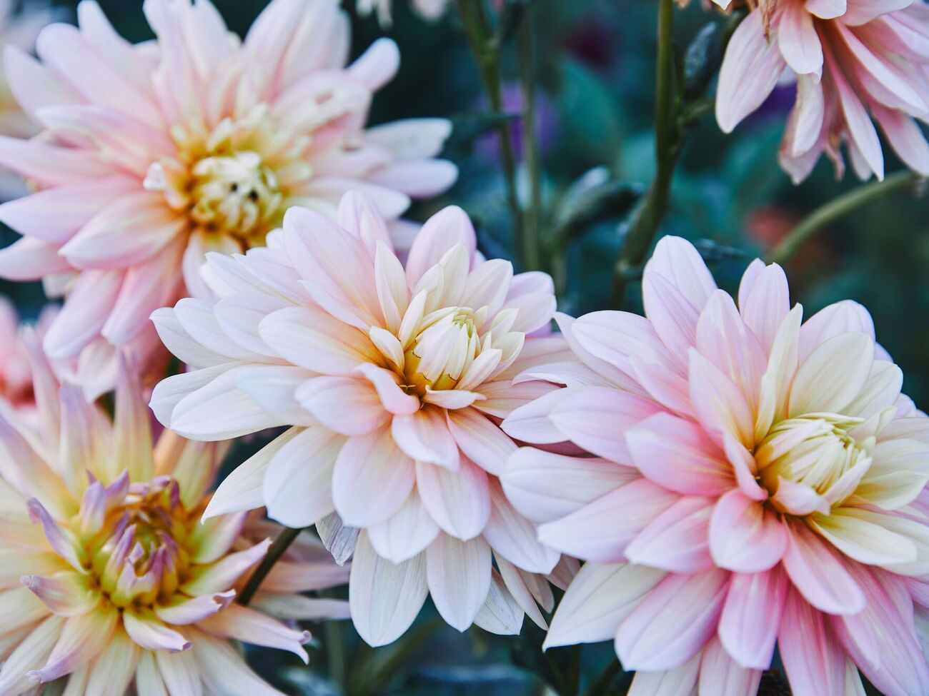 Хризантеми потрібно позбавити зіпсованого листя