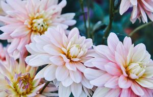 Хризантемы нужно избавить от испорченных листьев