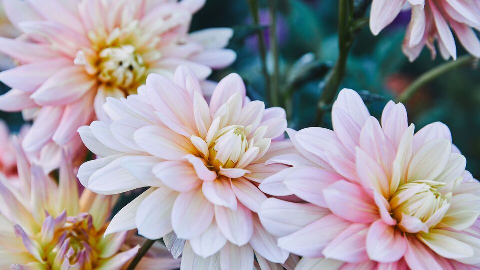 Хризантемы нужно избавить от испорченных листьев