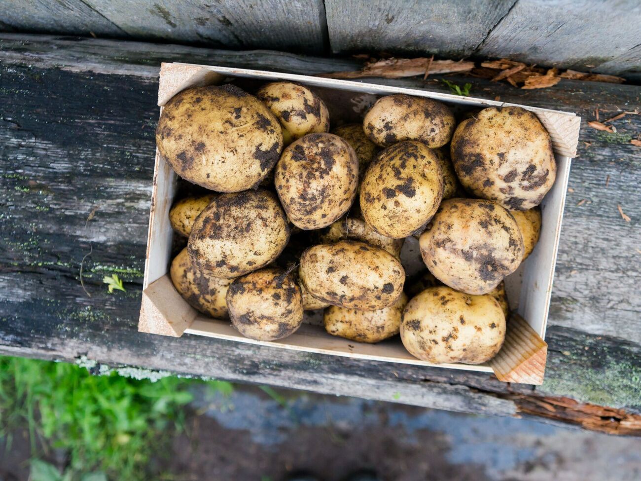 Картофель не будет прорастать