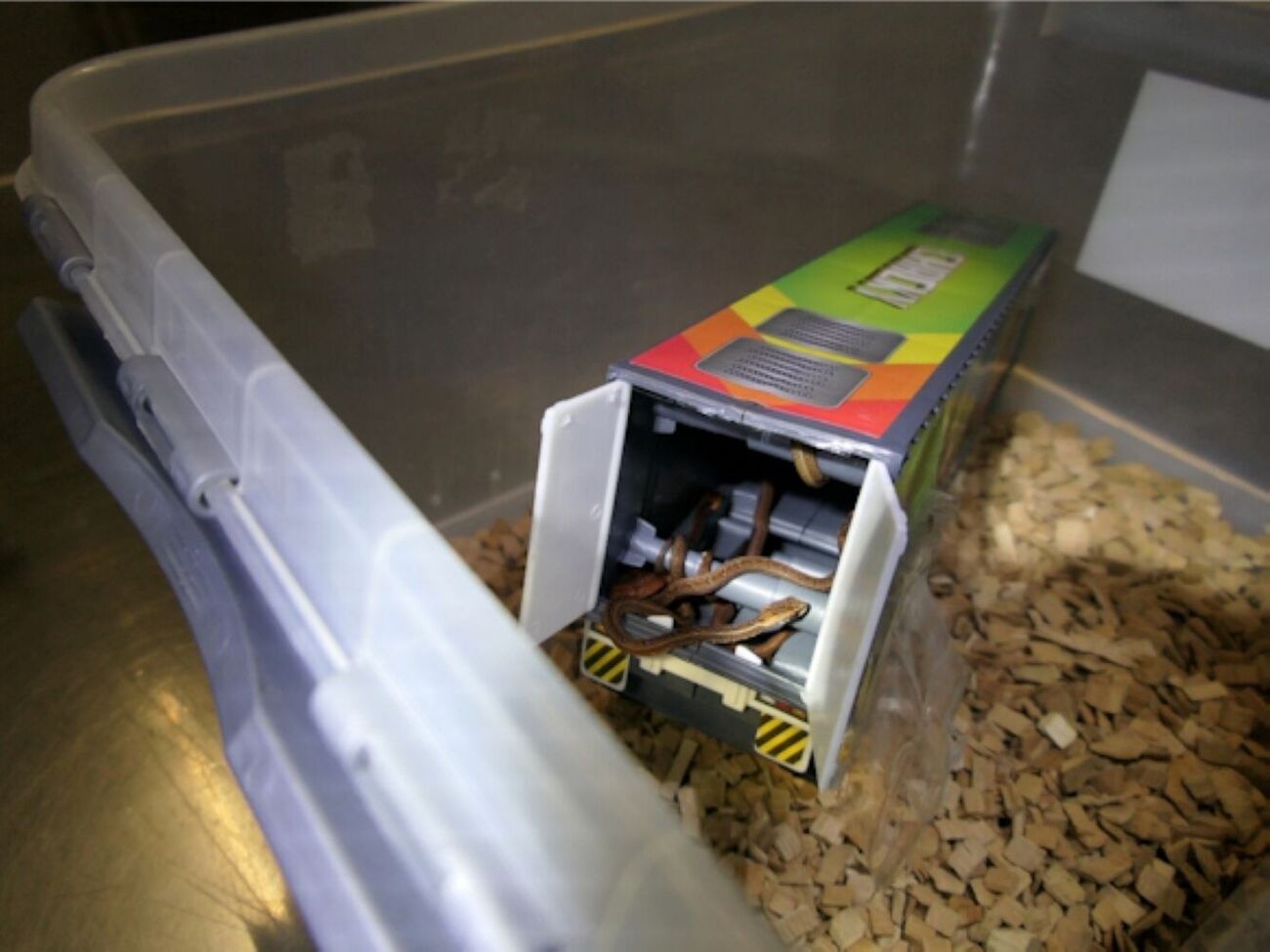 В упаковке было девять маленьких змей и пять более крупных тихоокеанских удавов