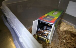 В упаковке было девять маленьких змей и пять более крупных тихоокеанских удавов