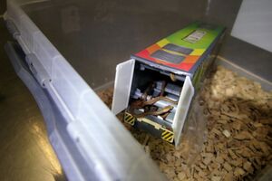 В упаковке было девять маленьких змей и пять более крупных тихоокеанских удавов