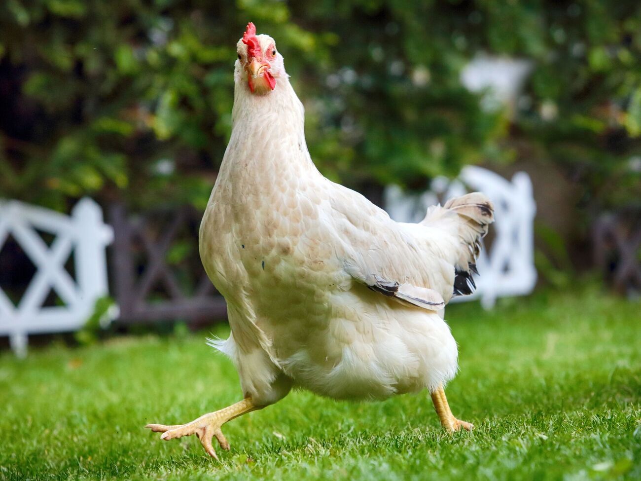 Для приготовления подкормки понадобятся овес, пшеница и ячмень