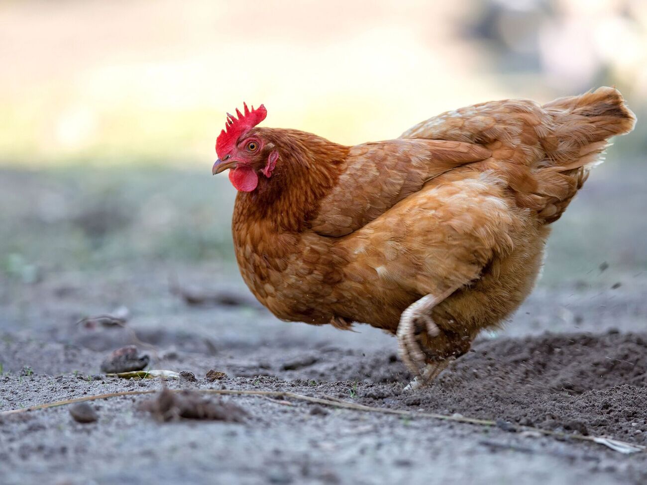 Чтобы у куриц зимой был сбалансированный рацион, их рекомендуется кормить смесью из пшеницы, овса и ячменя