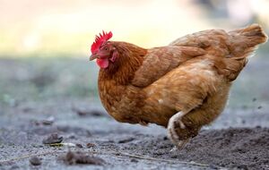 Чтобы у куриц зимой был сбалансированный рацион, их рекомендуется кормить смесью из пшеницы, овса и ячменя