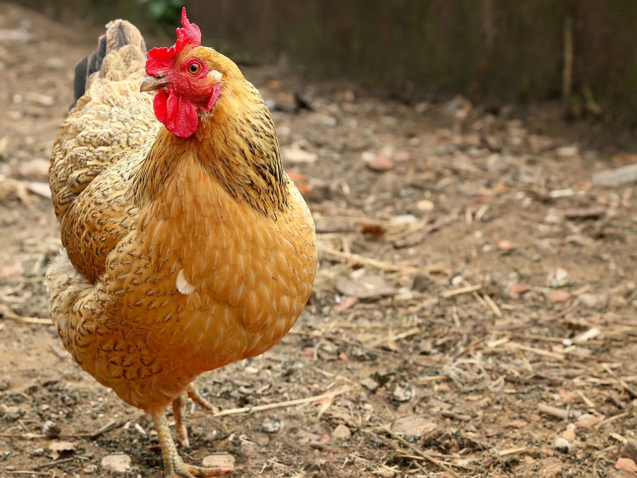 Чтобы курицы хорошо несли яйца, им необходимо предоставить комбинированное питание