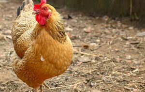 Чтобы курицы хорошо несли яйца, им необходимо предоставить комбинированное питание