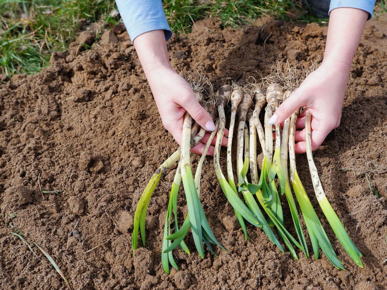 Попробуйте посадить лук и чеснок по озимому календарю