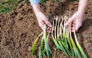 Попробуйте посадить лук и чеснок по озимому календарю