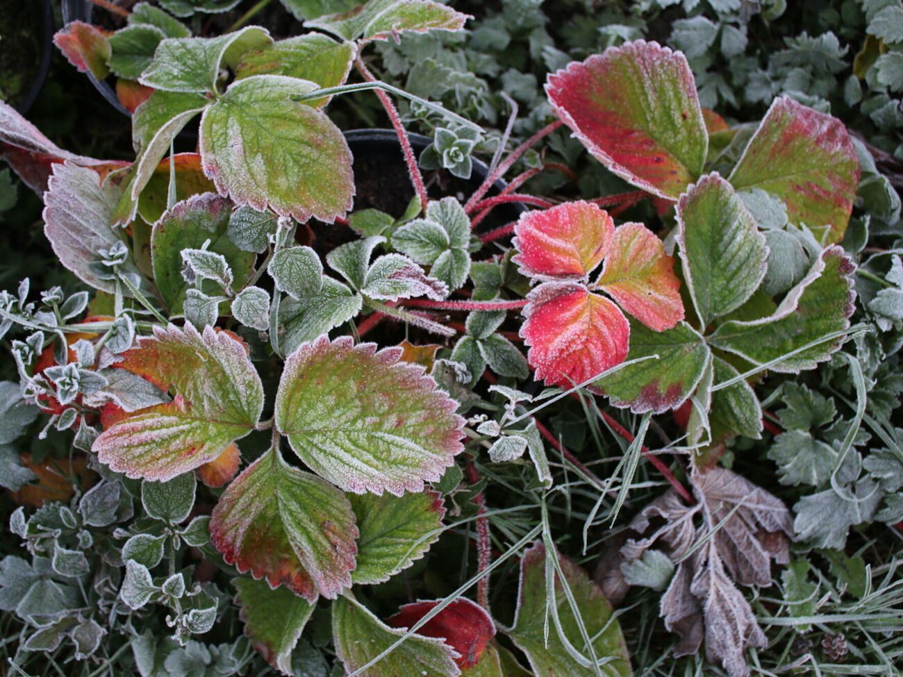 Не вкривайте кущі полуниці сіном