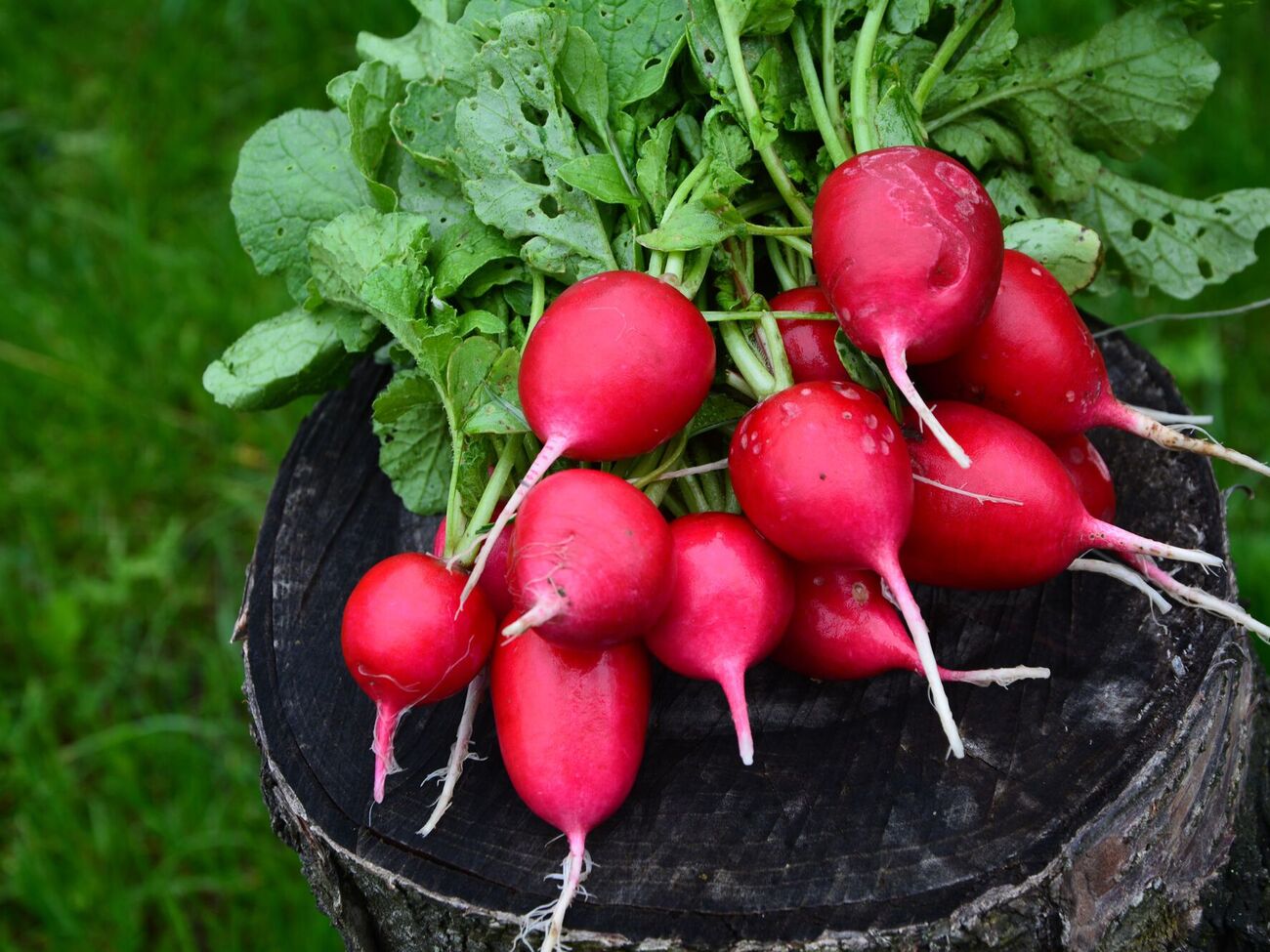 Редис лучше сеять в холодное время года