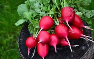 Редис лучше сеять в холодное время года