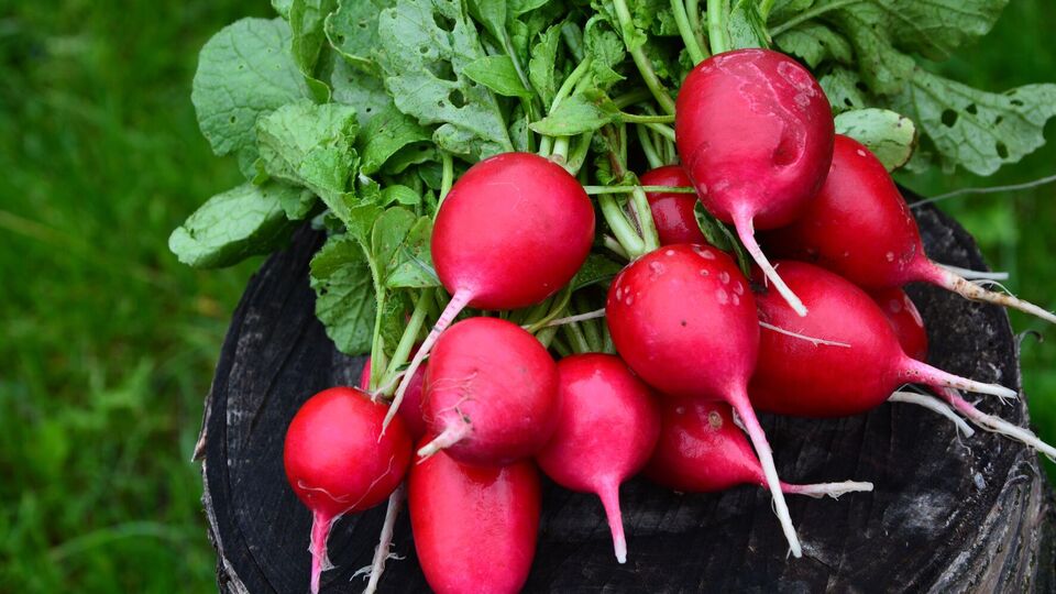 Редис лучше сеять в холодное время года