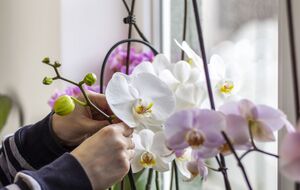 Подкормку следует применять один раз в неделю, чередуя с другими видами удобрений