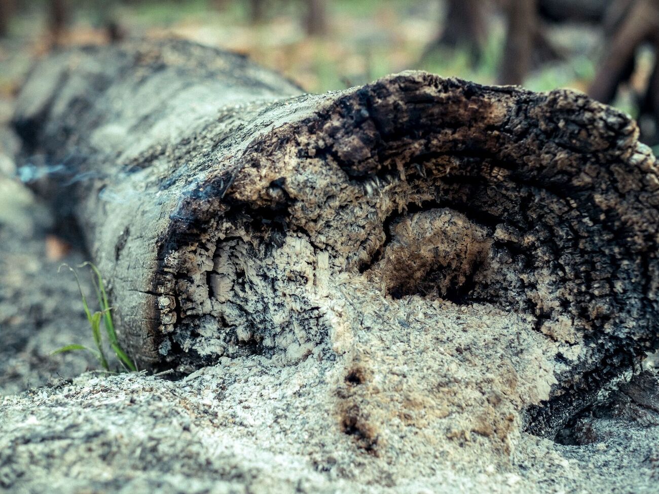 Перед внесением золы нужно учитывать предпочтения конкретных растений по составу почвы