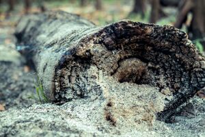 Перед внесенням золи потрібно враховувати особливості конкретних рослин за складом ґрунту