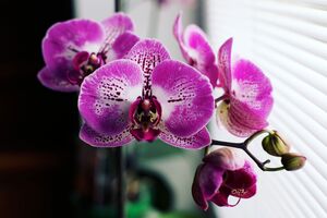 Если за орхидеями ухаживать, они цветут по пол года