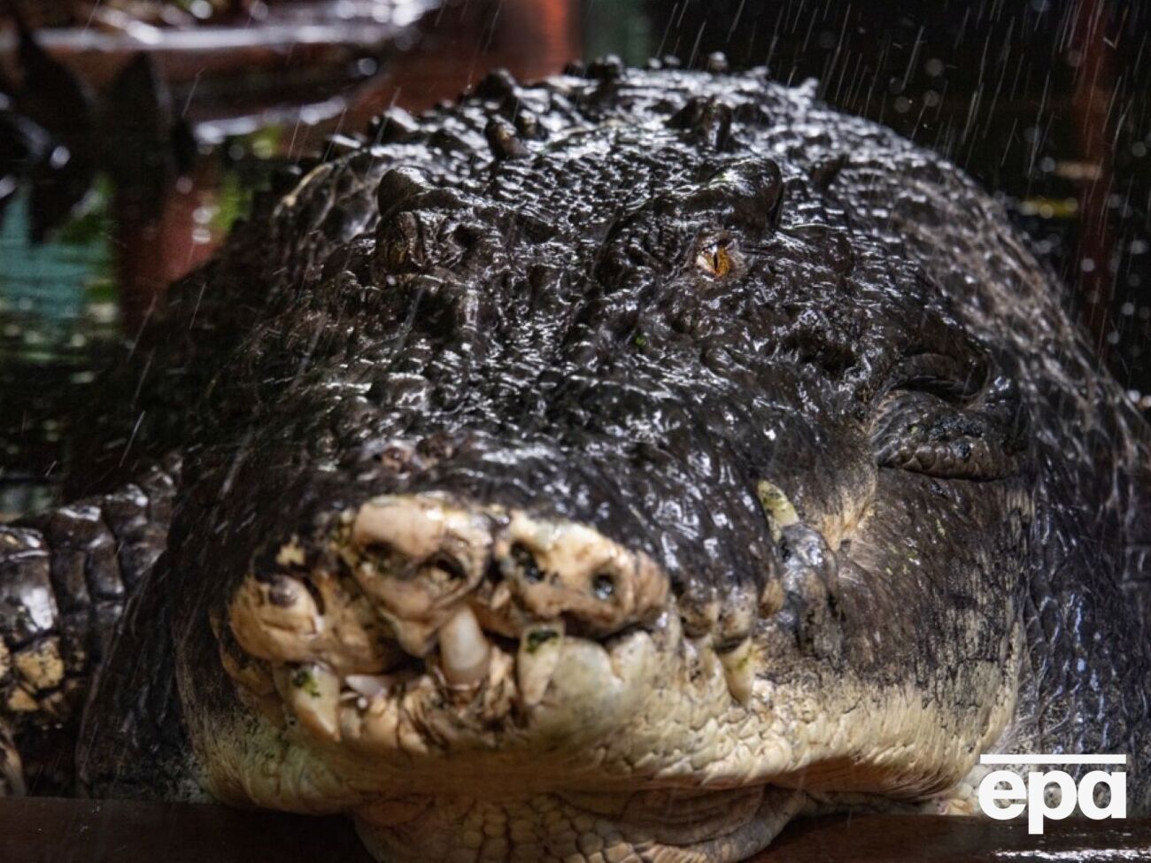 Здоровье Кассиуса ухудшилось после того, как владелец парка переехал жить в другое место, сообщили в заповеднике