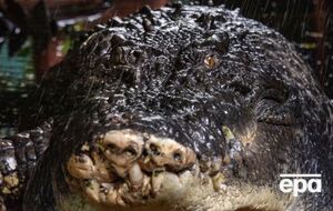 Здоровье Кассиуса ухудшилось после того, как владелец парка переехал жить в другое место, сообщили в заповеднике