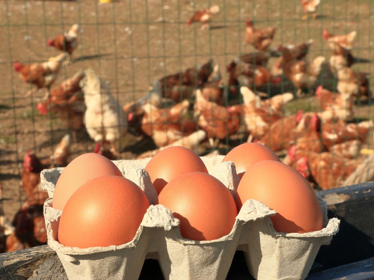 Яйца следует забирать вовремя