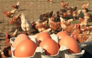 Яйца следует забирать вовремя