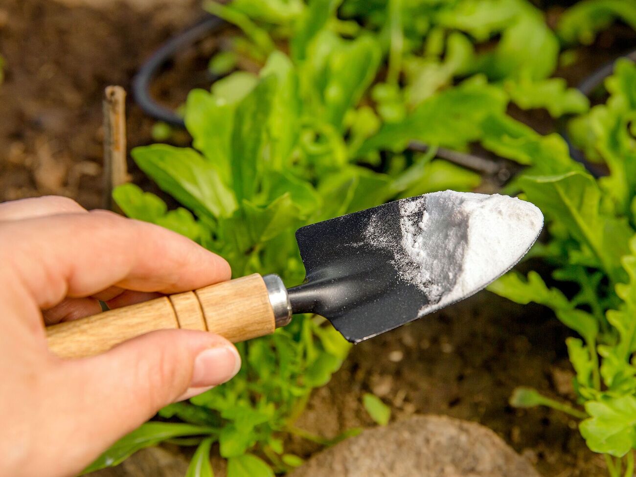 Соду предварительно нужно растворить в воде