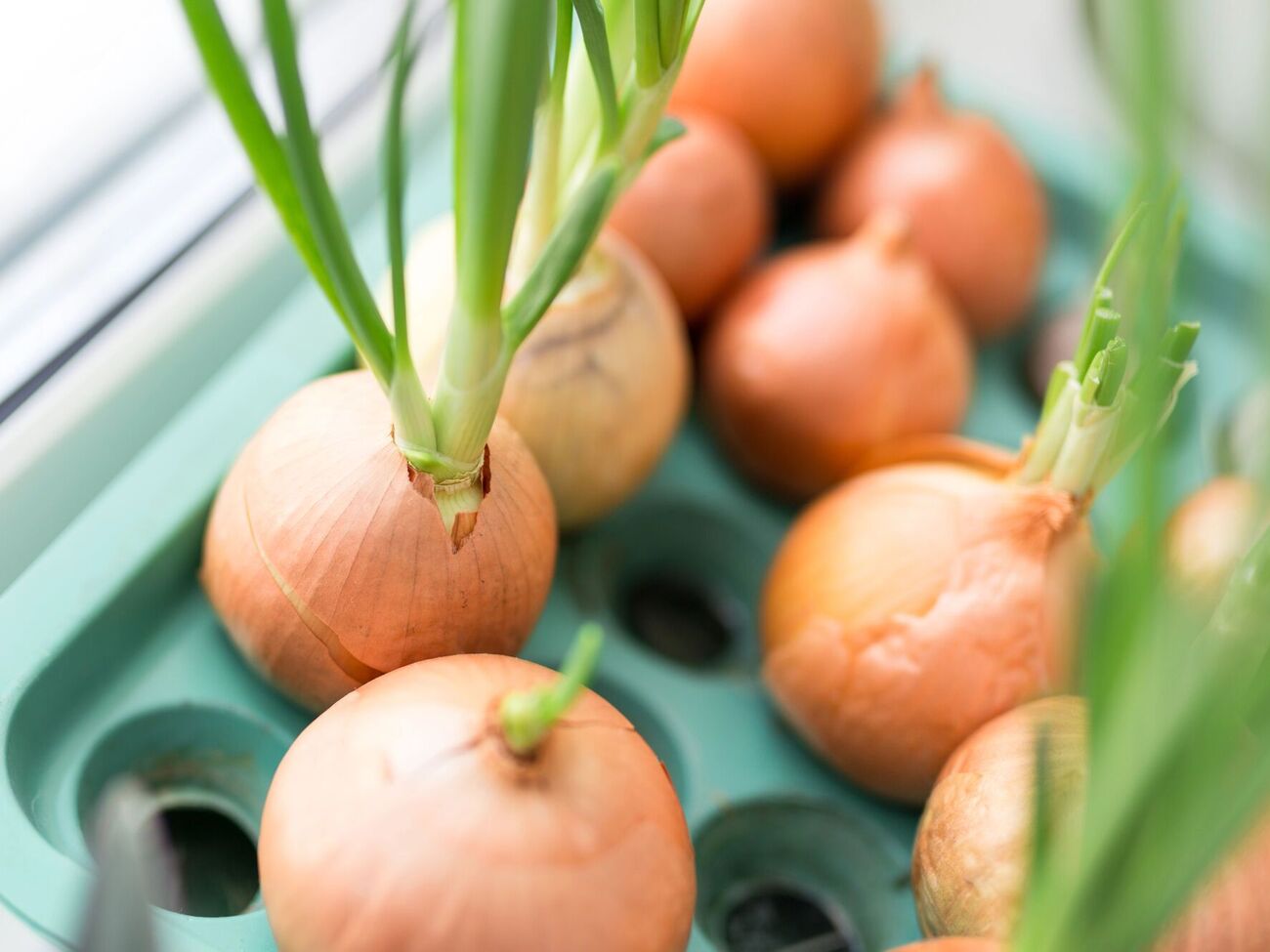 Первый урожай можно срезать уже через две или три недели после посева в лотки