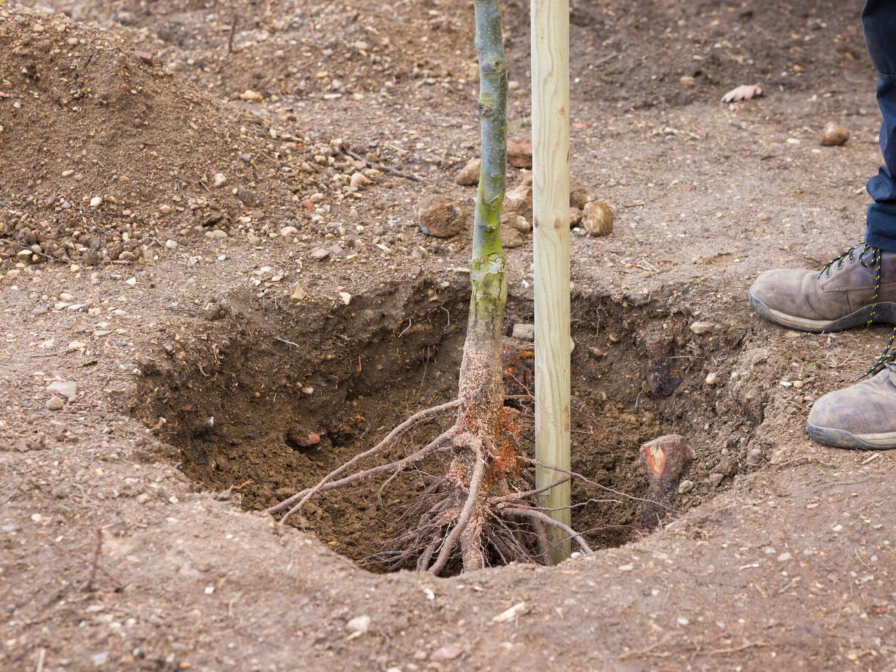 При посадке плодовых деревьев осенью есть риск обледенения зимой