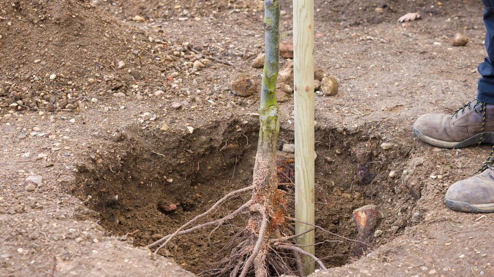При посадке плодовых деревьев осенью есть риск обледенения зимой