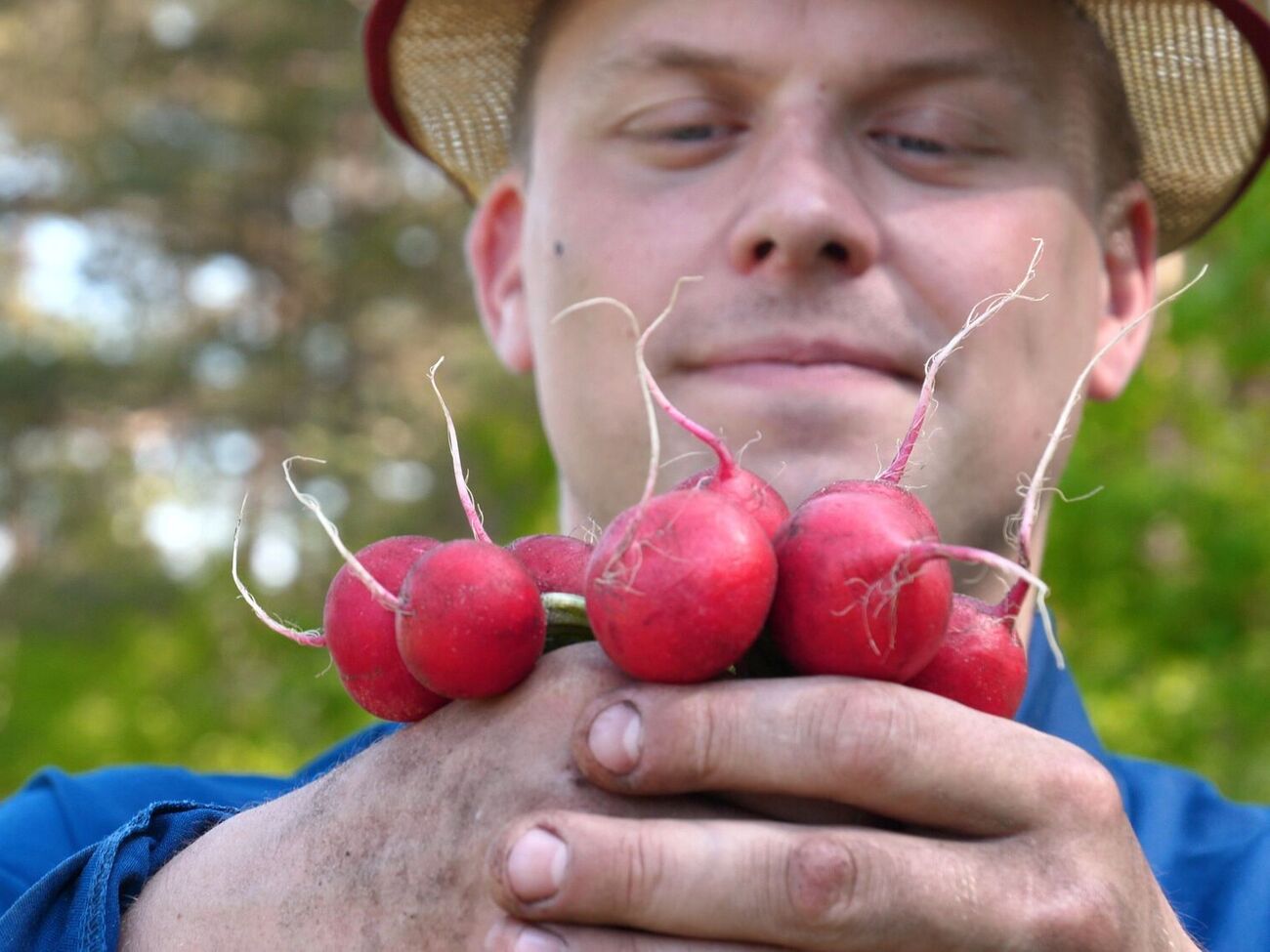 Редис даст плоды ранней весной