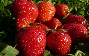 Полуниця не буде підгнивати