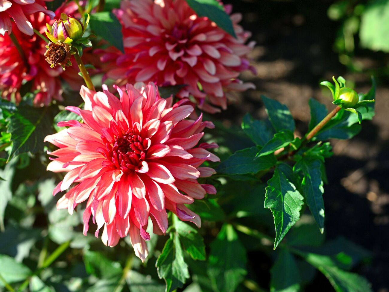 Георгины можно сохранить для цветения в следующем году