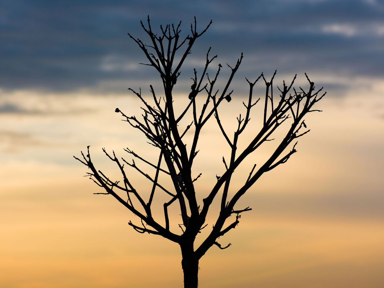 Гілля хвої захистить дерева від морозів