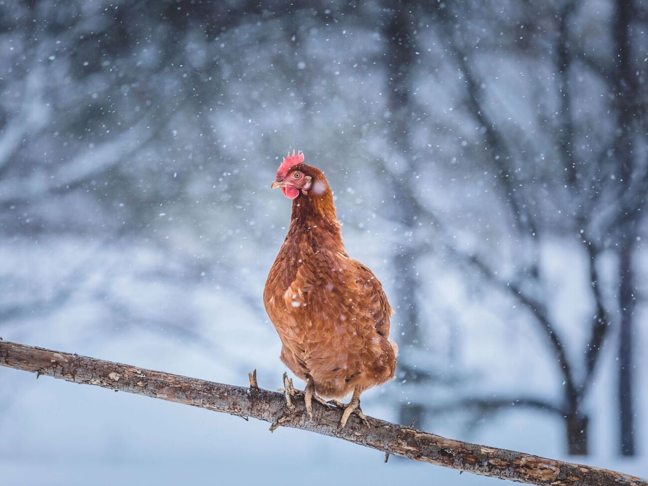 Узимку кури потребують особливого догляду
