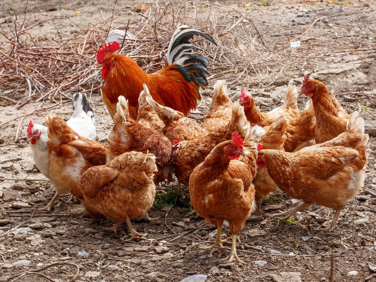 Домашній птиці не можна давати позеленілу картоплю й пересолені продукти