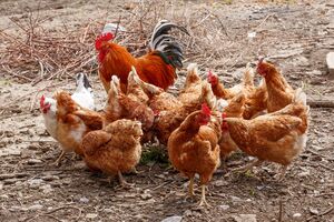Домашній птиці не можна давати позеленілу картоплю й пересолені продукти