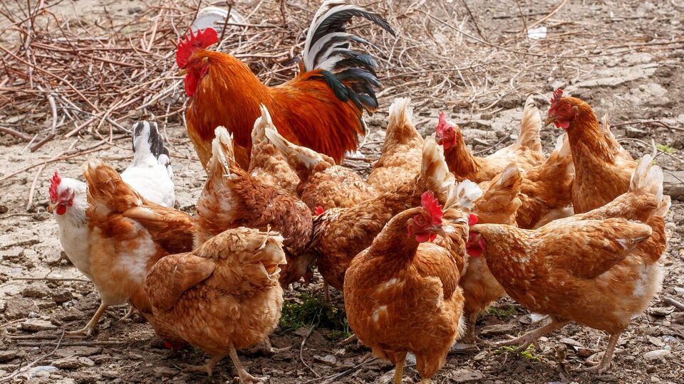 Домашній птиці не можна давати позеленілу картоплю й пересолені продукти