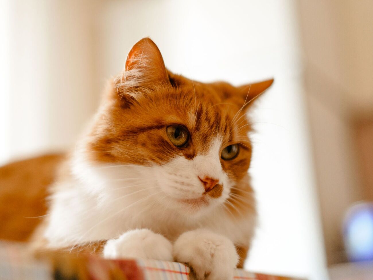 За жестокое обращение с животными в Украине предусмотрена уголовная ответственность