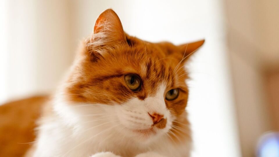 За жорстоке поводження з тваринами в Україні передбачено кримінальну відповідальність