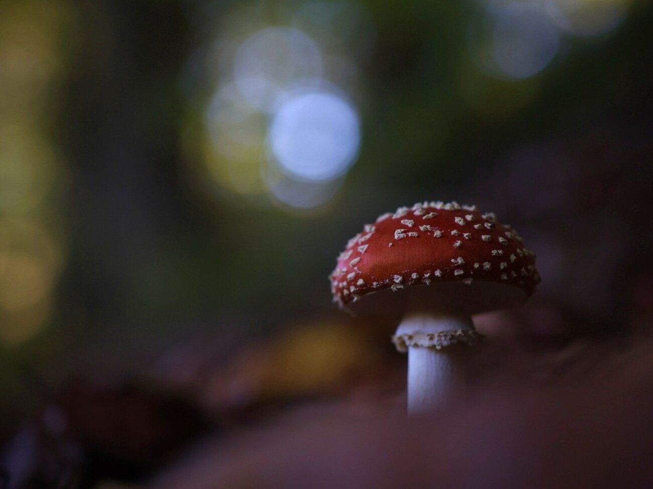 СМИ пишут, что семья поела бледных поганок