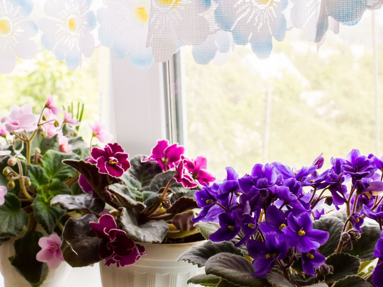 Для подкормки фиалок достаточно двух лавровых листьев