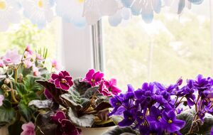 Для подкормки фиалок достаточно двух лавровых листьев