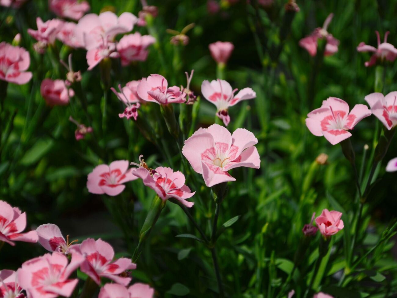 Турецьку гвоздику можна посіяти восени