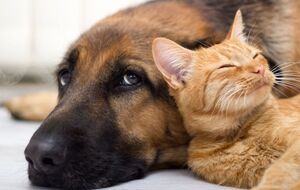 Платформа міститиме інформацію про собак, котів, а також тхорів