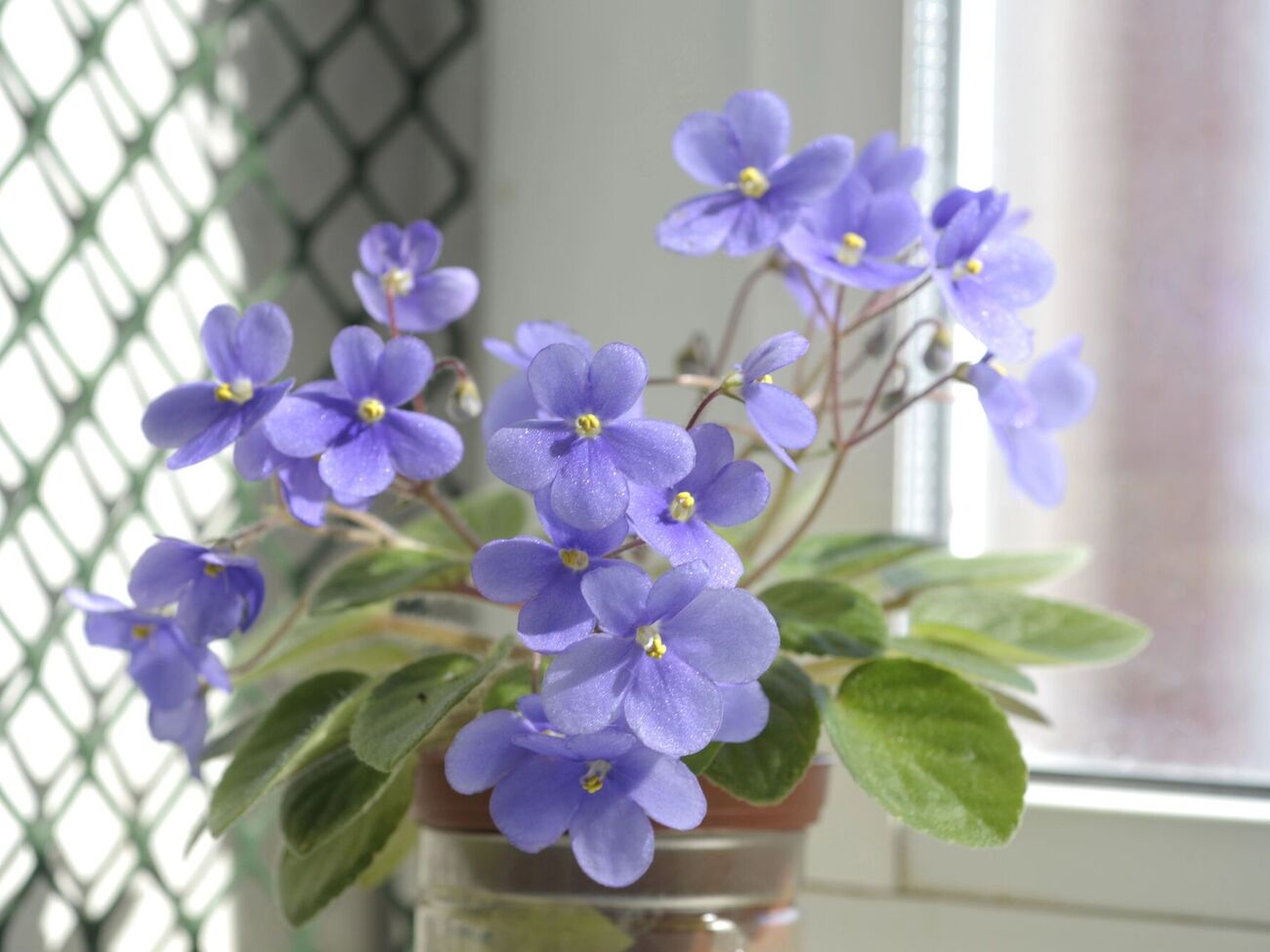 Квіти на підвіконні розміщуйте так, щоб вони не торкалися вікна