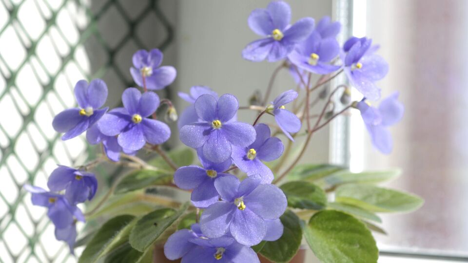 Квіти на підвіконні розміщуйте так, щоб вони не торкалися вікна