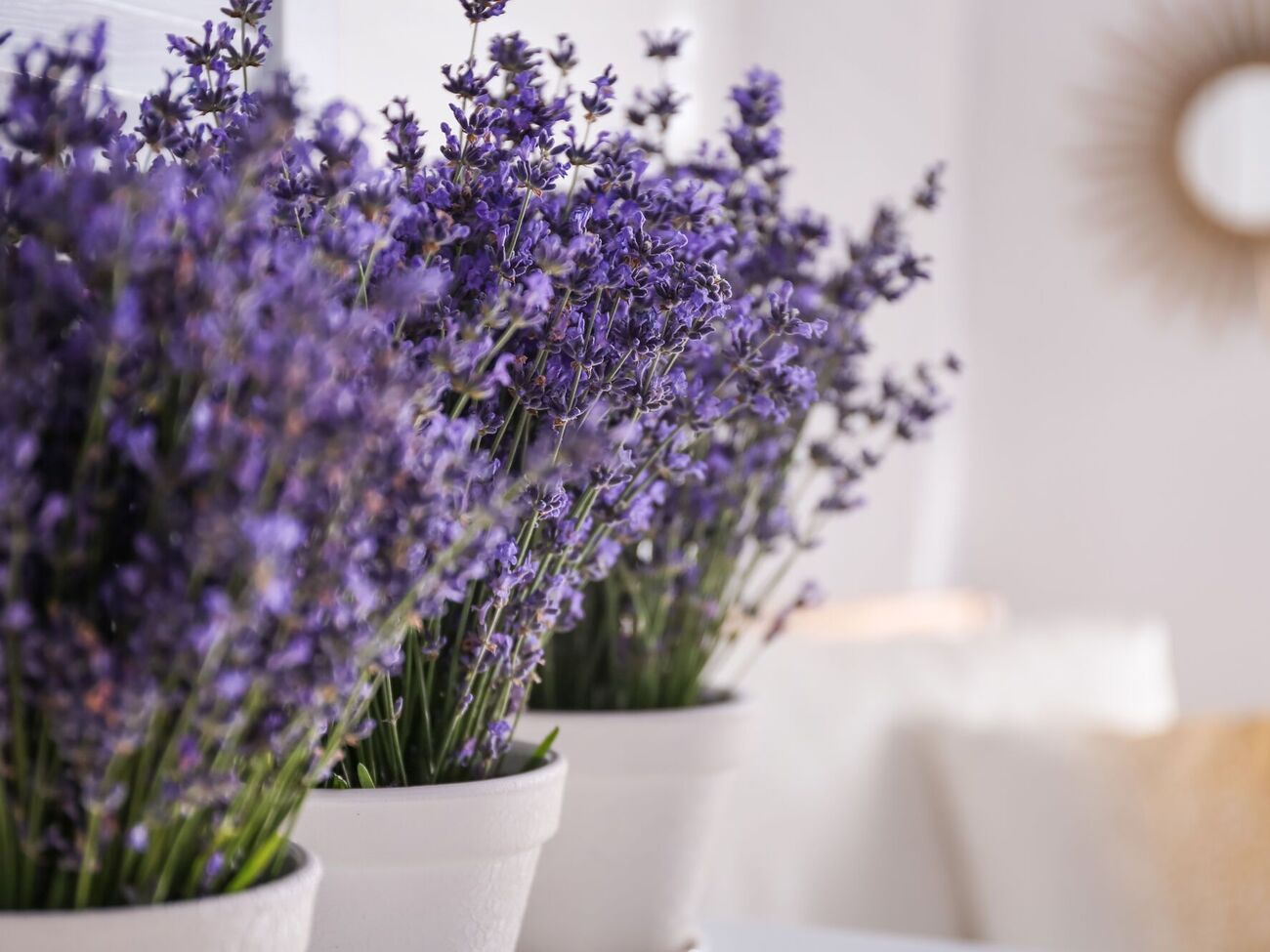 Лаванда способствует снижению стресса и тревоги