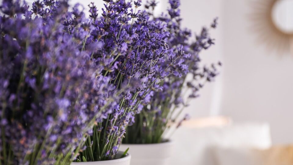 Лаванда сприяє зниженню стресу й тривоги